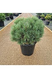 Pinus sylvestris Sandringham C15 Lit. 35-40 cm
