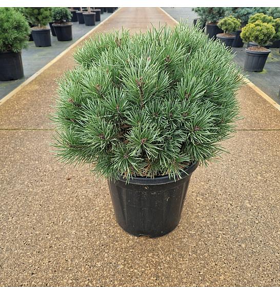 Pinus sylvestris Sandringham C15 Lit. 35-40 cm