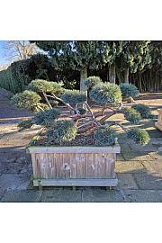 Pinus sylvestris Repens v lesenem koritu 120x120 cm 175/+ cm Bonsai