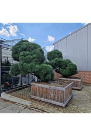 Pinus sylvestris Norsky V lesenem koritu 135x160 cm 250-300 cm Bonsai