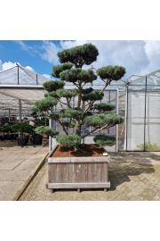 Pinus sylvestris Norsky v lesenem koritu 125x125 cm 225-250 cm Bonsai