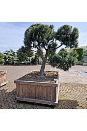 Pinus sylvestris Norsky v lesenem koritu 110x135 cm 200-250 cm Bonsai