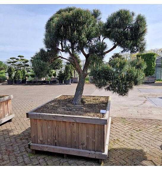 Pinus sylvestris Norsky v lesenem koritu 110x135 cm 200-250 cm Bonsai
