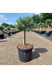 Pinus sylvestris Martham C6 Lit. Na steblu 20 cm