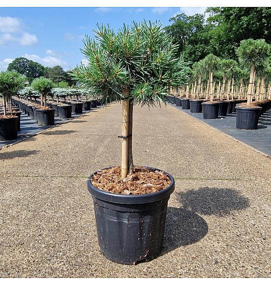 Pinus sylvestris Martham C6 Lit. Na steblu 20 cm