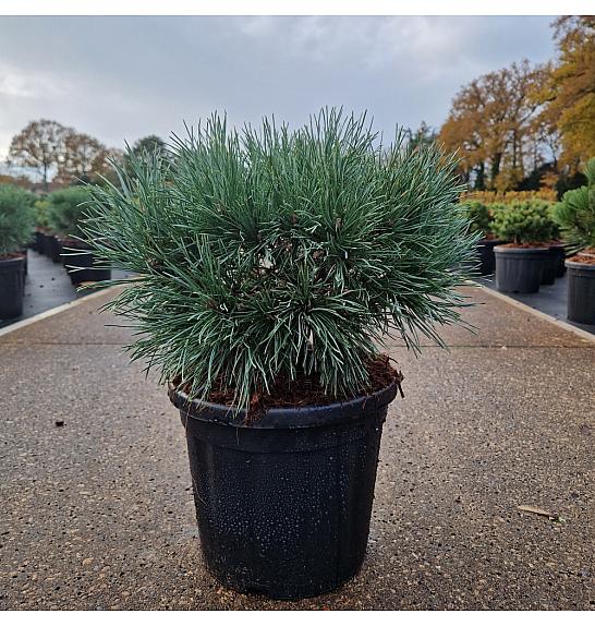 Pinus sylvestris Chantry Blue C8 Lit. 25-30 cm