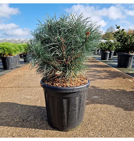 Pinus sylvestris Chantry Blue C18 Lit. 35-40 cm