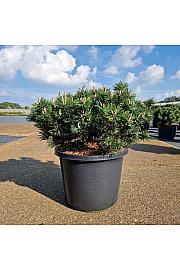 Pinus mugo Humpy C12 Lit. 35-40 cm