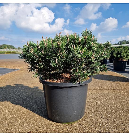 Pinus mugo Humpy C12 Lit. 35-40 cm
