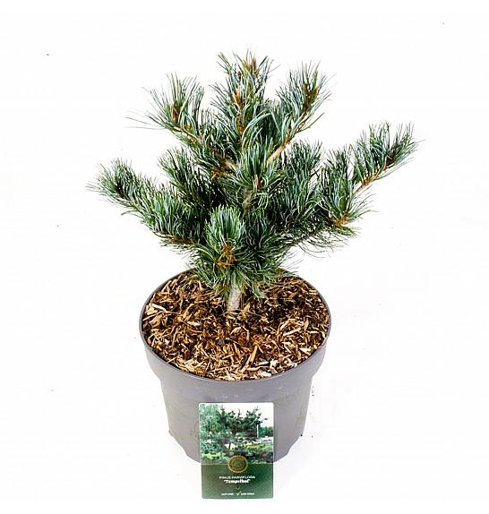 Pinus parviflora Tempelhof C5 Lit. 30-40 cm