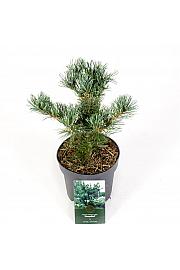 Bor malocvjetni Tempelhof C2,5 lit. 20-25 cm