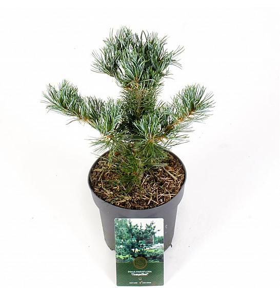 Bor malocvjetni Tempelhof C2,5 lit. 20-25 cm