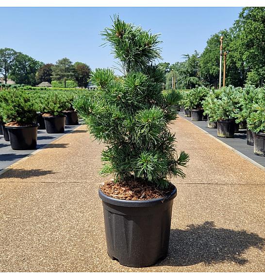 Pinus parviflora Schoon's Bonsai C11 Lit. 50-60 cm