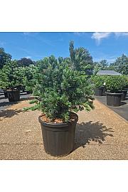 Pinus parviflora Negishi C20 Lit. 60-70 cm
