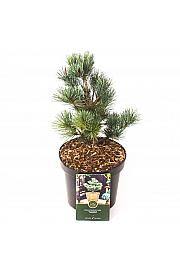 Pinus parviflora Negishi C2.5 Lit. 20-25 cm