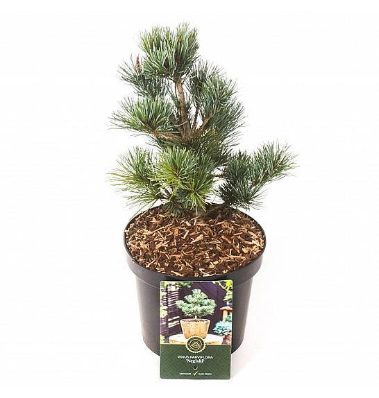 Pinus parviflora Negishi C2.5 Lit. 20-25 cm
