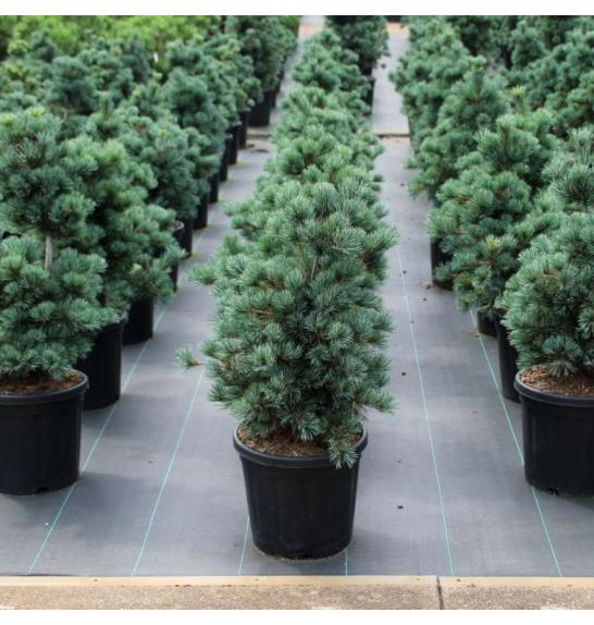 Pinus parviflora Negishi C18 Lit. 50-60 cm