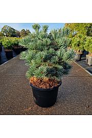 Pinus parviflora Negishi C12 Lit. 50/+ cm