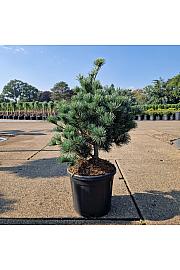 Pinus parviflora Negishi C11 Lit. 50-60 cm