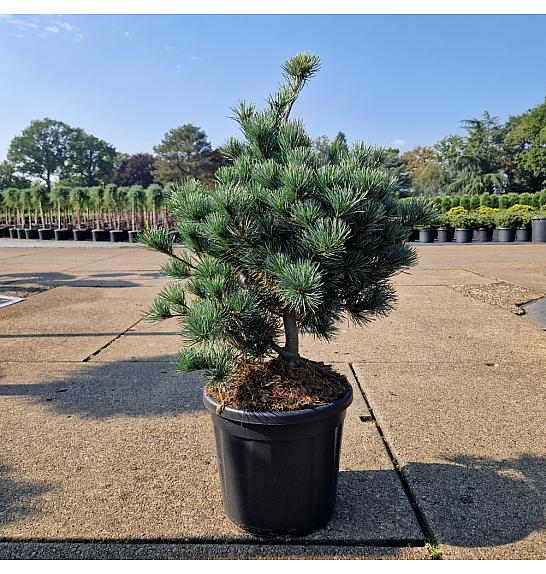 Pinus parviflora Negishi C11 Lit. 50-60 cm