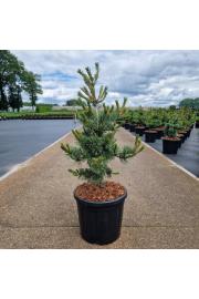 Pinus parviflora Negishi C11 Lit. 40-50 cm