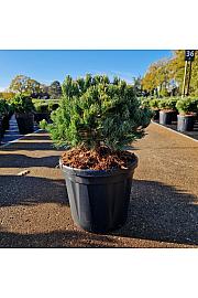 Pinus parviflora Linda C8 Lit. 25-30 cm