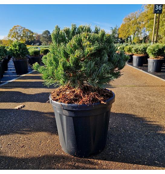 Pinus parviflora Linda C8 Lit. 25-30 cm