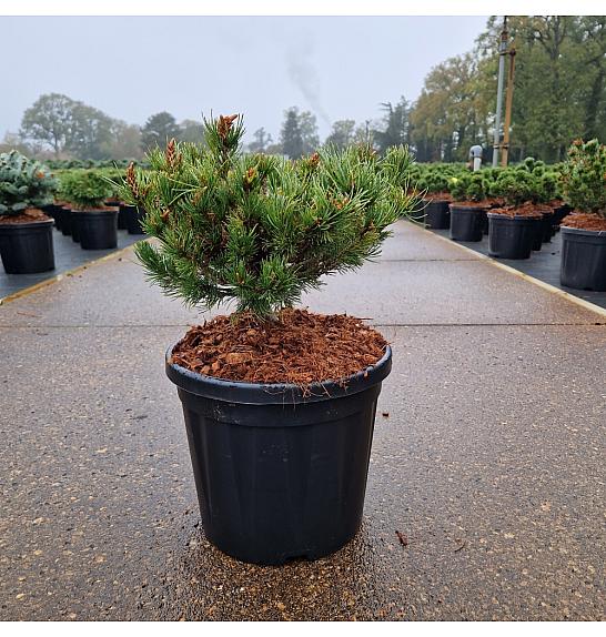 Pinus parviflora Kusu Dama C8 Lit. 25-30 cm