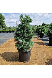 Pinus parviflora Bonnie Bergman C20 Lit. 60-80 cm