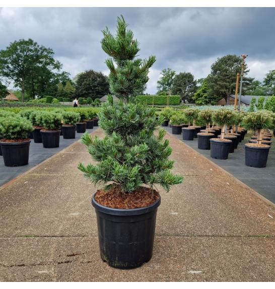 Pinus parviflora Bonnie Bergman C20 Lit. 60-70 cm