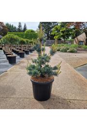 Pinus parviflora Aui C20 Lit. 70-80 cm