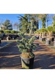 Pinus parviflora Aui C11 Lit. 40-50 cm