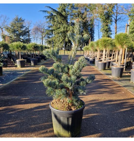 Pinus parviflora Aui C11 Lit. 40-50 cm