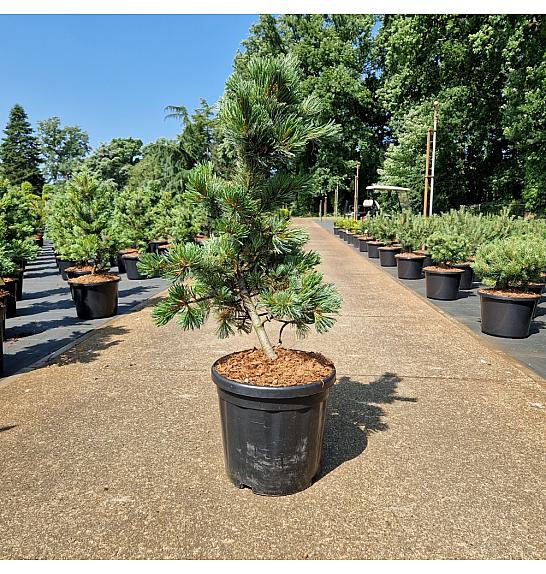 Pinus parviflora Ara-Kawa C18 Lit. 80-90 cm
