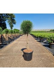 Pinus nigra Summer Breeze ® C11 Lit. Na steblu 40 cm Krošnja 20-30 cm