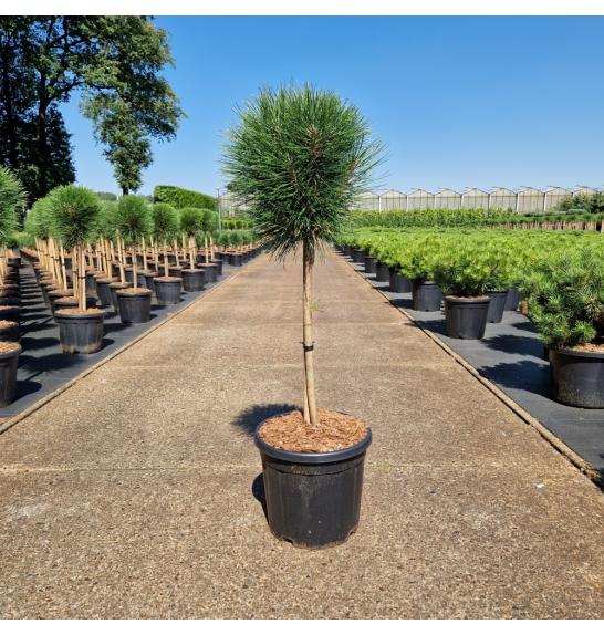 Pinus nigra Summer Breeze ® C11 Lit. Na steblu 40 cm Krošnja 20-30 cm