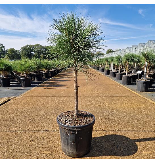 Pinus nigra Summer Breeze C8 Lit. Na steblu 40 cm Krošnja 25 cm