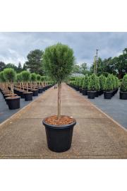 Pinus nigra Summer Breeze C25 Lit. Na steblu 40 cm Krošnja 40 cm