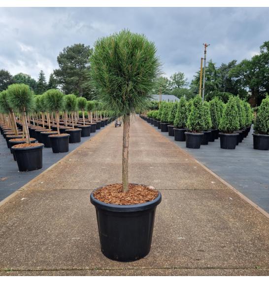 Pinus nigra Summer Breeze C25 Lit. Na steblu 40 cm Krošnja 40 cm