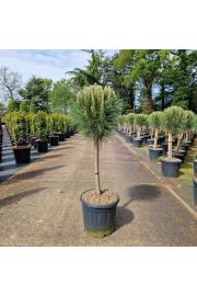 Pinus nigra Summer Breeze C12.5 Lit. Na steblu 40 cm Krošnja 30 cm