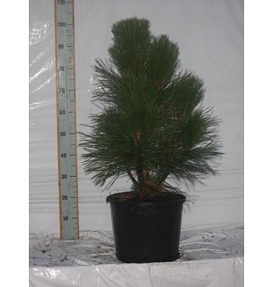Pinus nigra Pyramidalis C15 Lit. 100-120 cm
