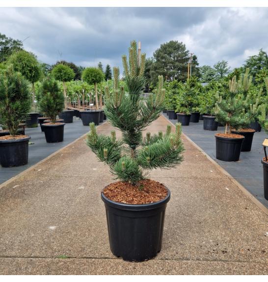 Pinus nigra Oregon Green C20 Lit. 70-80 cm