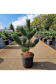 Pinus nigra Oregon Green C11 Lit. 40-60 cm