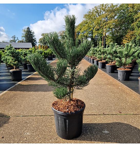 Pinus nigra Oregon Green C11 Lit. 40-60 cm