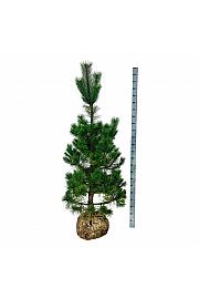 Pinus nigra Nigra bala 175-200 cm