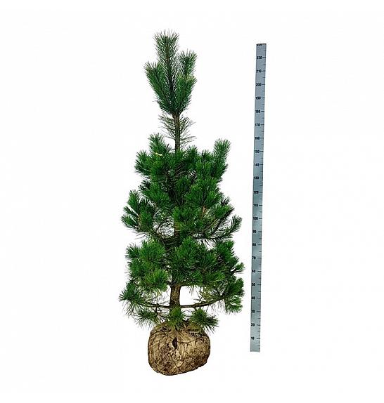 Pinus nigra Nigra bala 175-200 cm