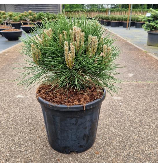 Pinus nigra Marie Bregeon® C11 Lit. 30-35 cm Krogla