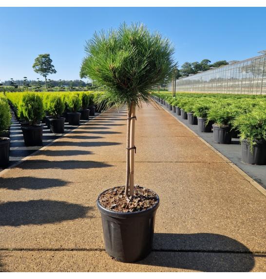 Pinus nigra Marie Bregeon C8 Lit. Na steblu 40 cm Krošnja 25-30 cm