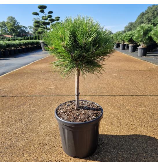 Pinus nigra Marie Bregeon C8 Lit. Na steblu 20 cm Krošnja 25-30 cm