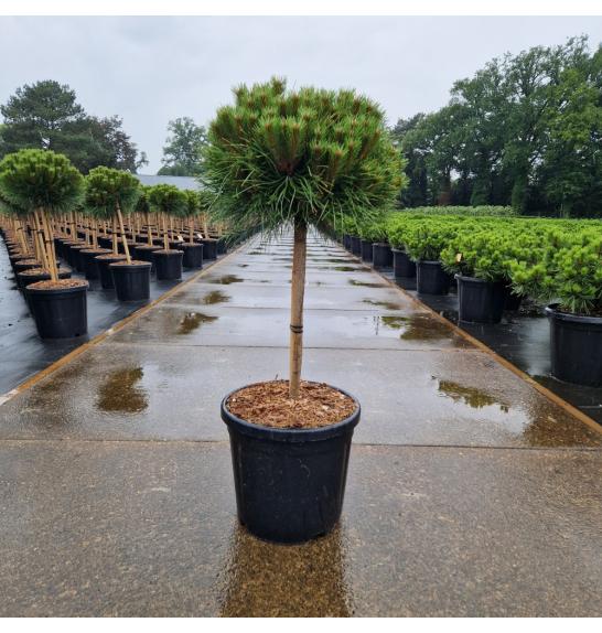 Pinus nigra Marie Bregeon C18 Lit. Na steblu 40 cm Krošnja 35-40 cm